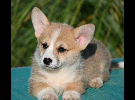 welsh corgi pembroke 01w.jpg